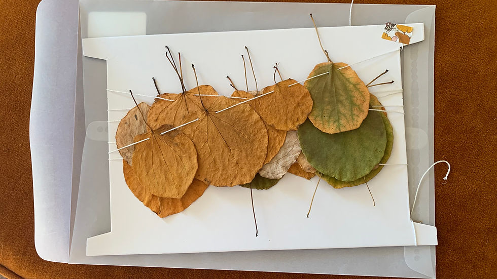 Katsura 'The Caramel Tree' Dried Leaf Garland