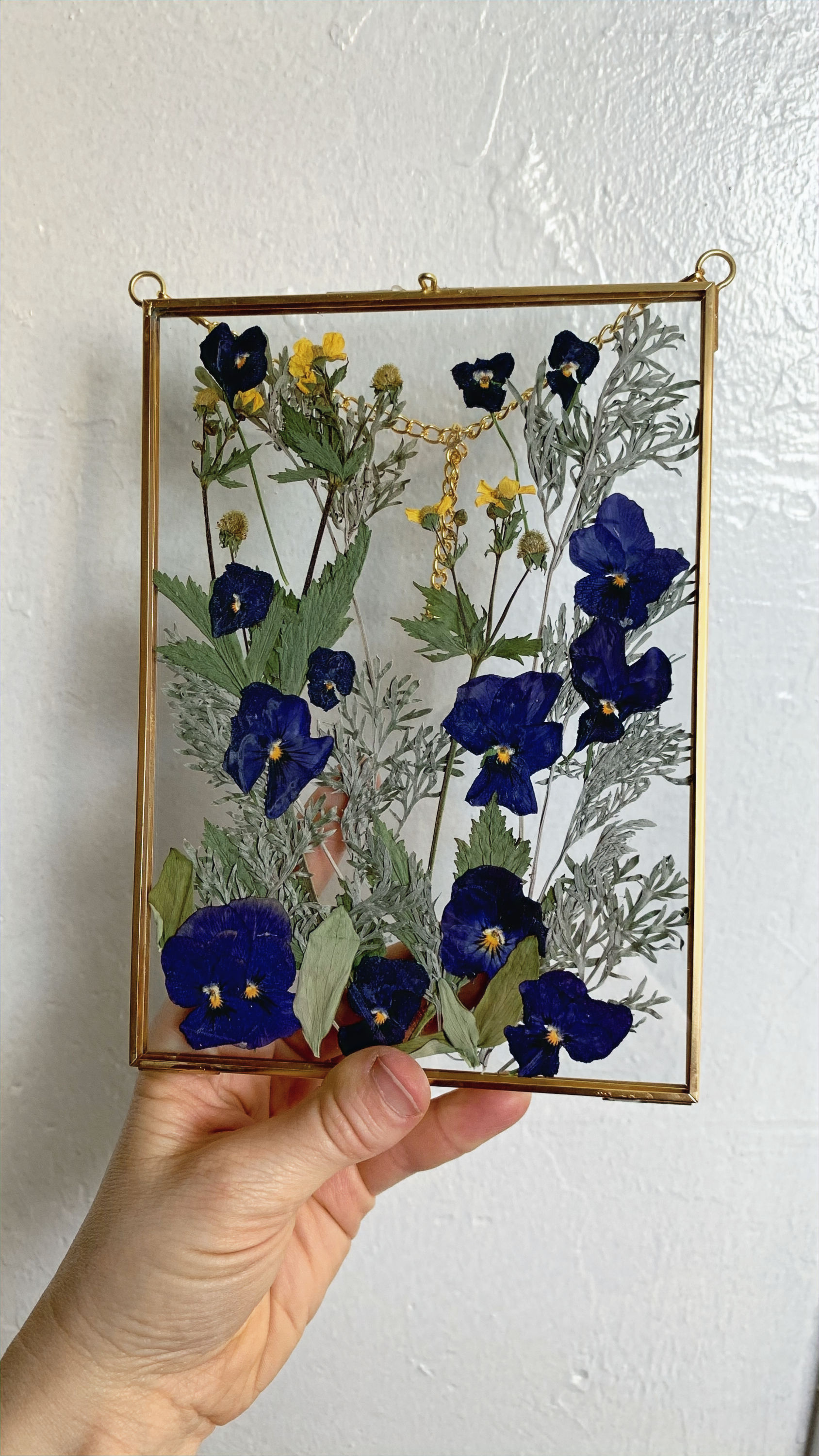 5"x7" Indigo Pansies - Spring Flower Window