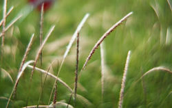 Bokeh