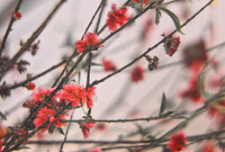 Peach blossom
