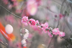 Peach Blossom 3