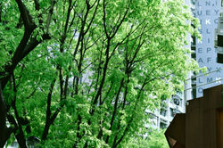 Forest in city