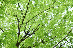 Leaves