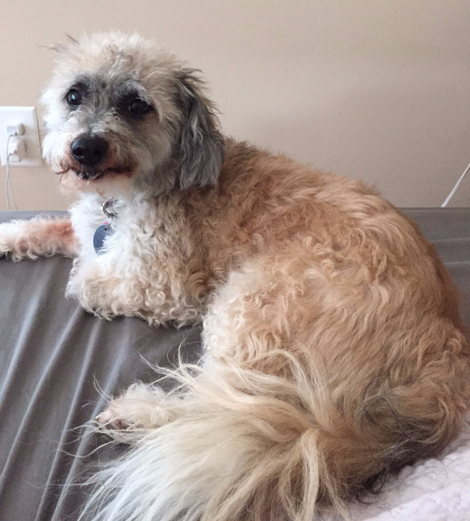 Tips To Keep Your Senior Dog Healthy | Professional Pet Sitters, Inc. | Chicago