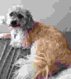 Tips To Keep Your Senior Dog Healthy | Professional Pet Sitters, Inc. | Chicago