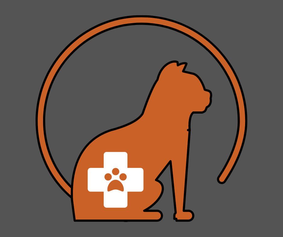 cat care basics cat care 101 what to know to care for cats cat care tip