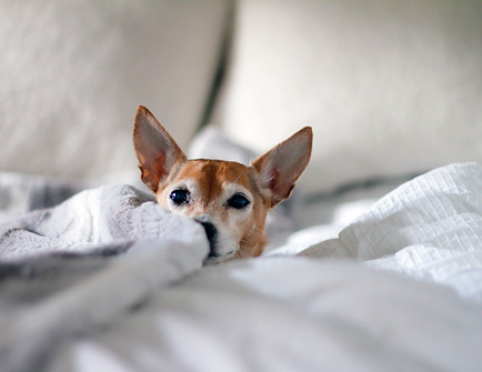 Pet Sitting In Chicago Lincolnshire