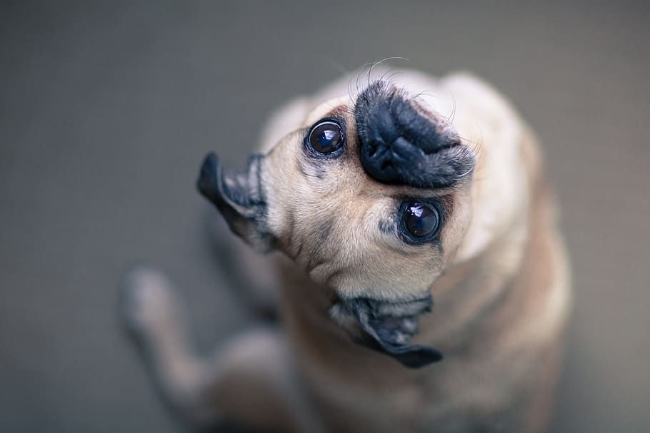 Five Strange Dog Behaviors Explained