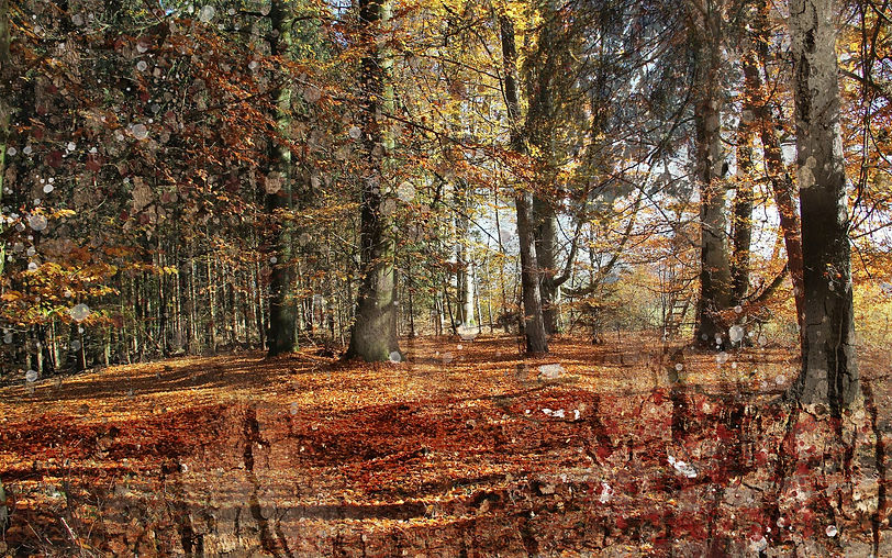 Automnejpg.jpg