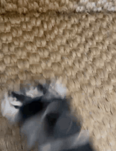 WhatsAppVideo2025-01-17at4.10.47PM-ezgif.com-speed.gif