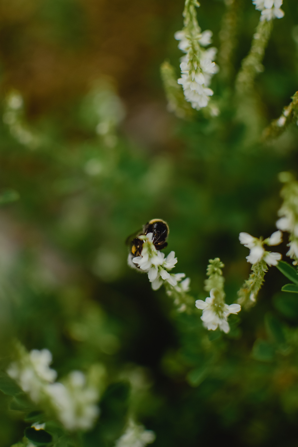 pexels-clickerhappy-11435.jpg