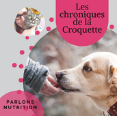 Comment stimuler mon chat à boire?