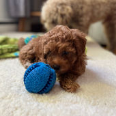 Jouets sécuritaires pour chiots
