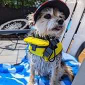 Comment mon chien évacue-t-il sa chaleur?