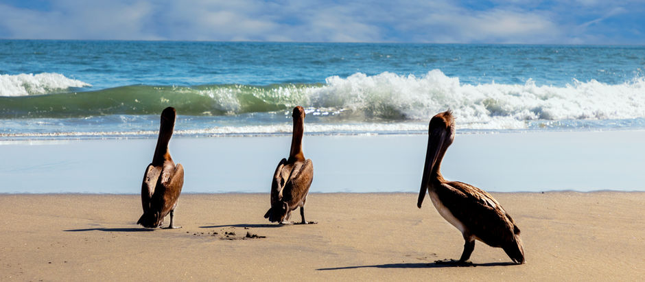 Leben am Meer