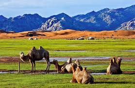 khugnu tarna mongolia green camel