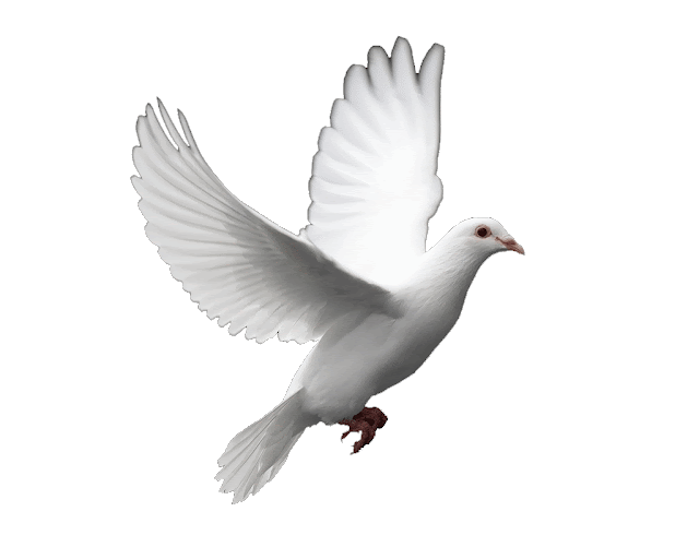 flyingdove.gif