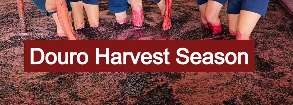 Harvest Season Douro