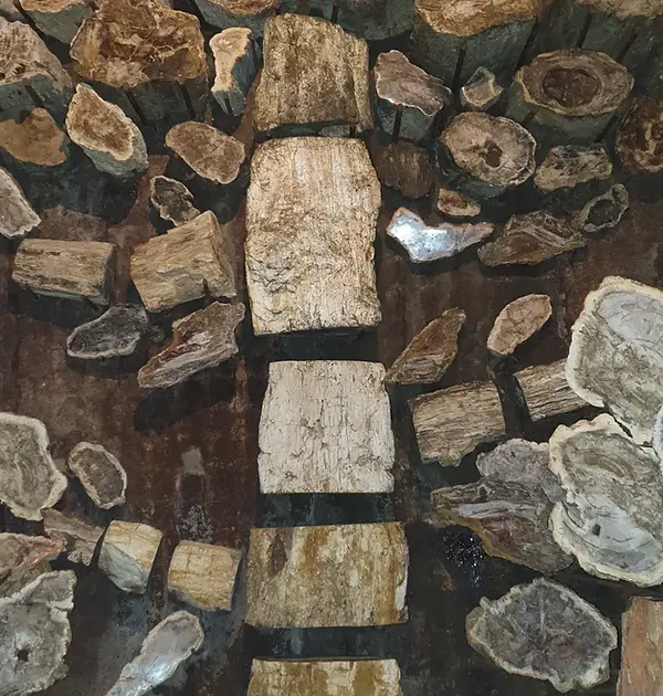 Tree fossil stone