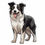 Thumbnail: Set of 2 Border Collie Dog Decal Stickers with Free Custom Text - Full Color and