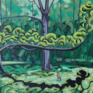 Eastern Cottontail, Manresa Jesuit Retreat