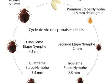 Cycle de vie de la punaise de lit