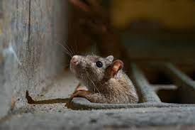 Dommages du rat