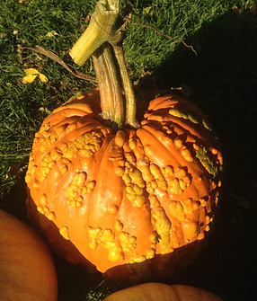 2015-09-25 18.25.17.jpg