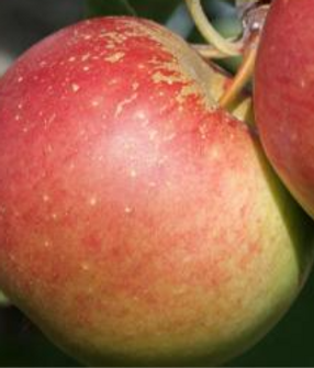 Braeburn_edited.png