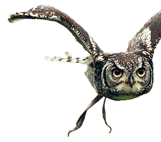 pajaro.png