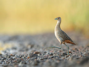 Pins, Telegram, and crakes