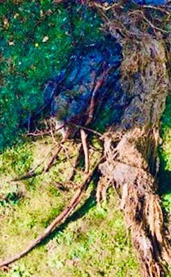 roots for website.jpeg