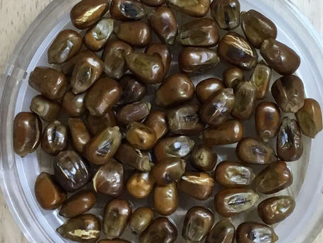 高血圧にいい薬膳茶】