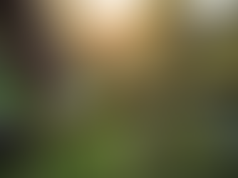 Top Tips for Effective Tree Pruning Techniques