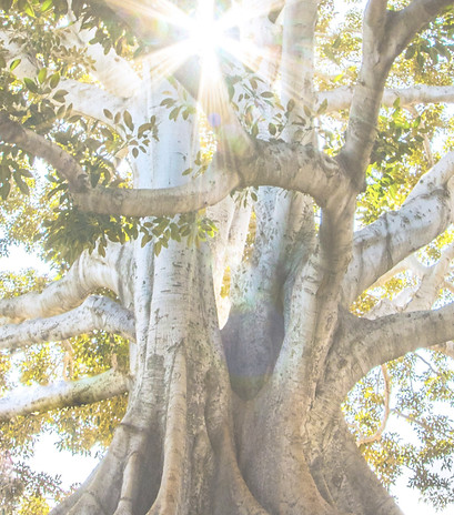 Finding my roots_edited.jpg