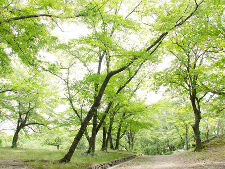 自然がいっぱい!「さくら公園」(八幡市・男山)
