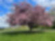 tree close.jpg