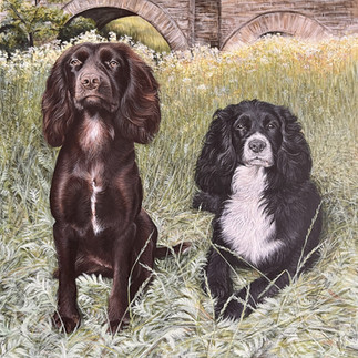 A painting of two spaniels by Vicky Tucker Artist.