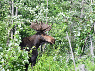 Moose in the green foilage of the Northern Woods of Maine on a Maine Moose Tour in the Greater Moosehead Region of Greenville, Maine