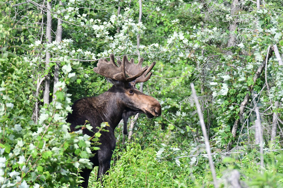 Moose in the green foilage of the Northern Woods of Maine on a Maine Moose Tour in the Greater Moosehead Region of Greenville, Maine