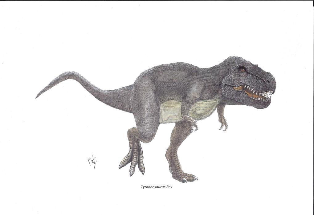 Tyrannosaurus Rex Ref-217