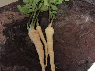 From the Garden this Week…