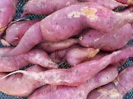 From the Garden this Week…