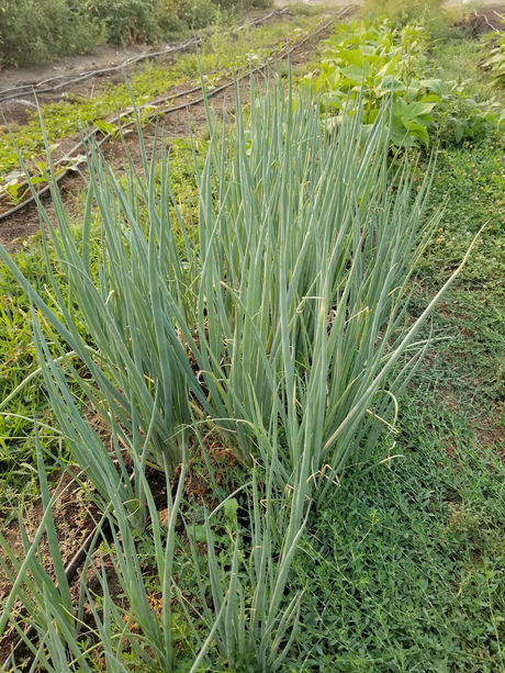 From the Garden this Week…