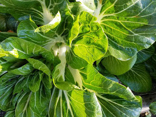 From the Garden this Week…