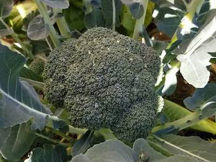 From the Garden this Week…