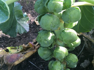 From the Garden This Week