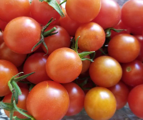 From the Garden this Week…