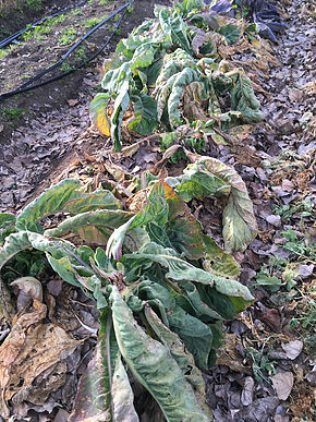 From the Garden This Week