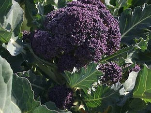 From the Garden this Week…